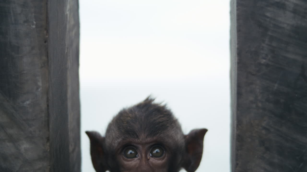 Monkey peeking curiously around temple pillar in Indonesia, slow motion