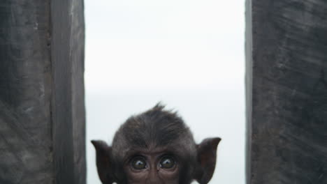 monkey peeking curiously around temple pillar in indonesia, slow motion