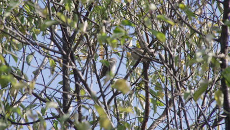 eurasian tree sparrows are sitting on tree branches against sunny blue sky in tokyo, japan