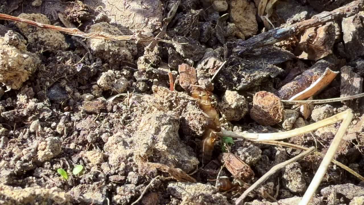 Eusosiale maur som beveger seg på jordoverflaten og kjemper med en larve i et landlig miljø