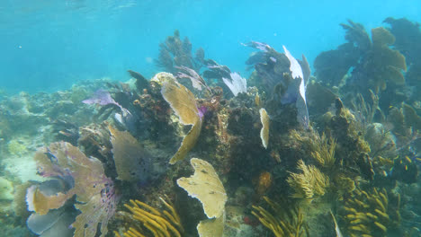 sea fans waiving in slow motion in the ocean 4k