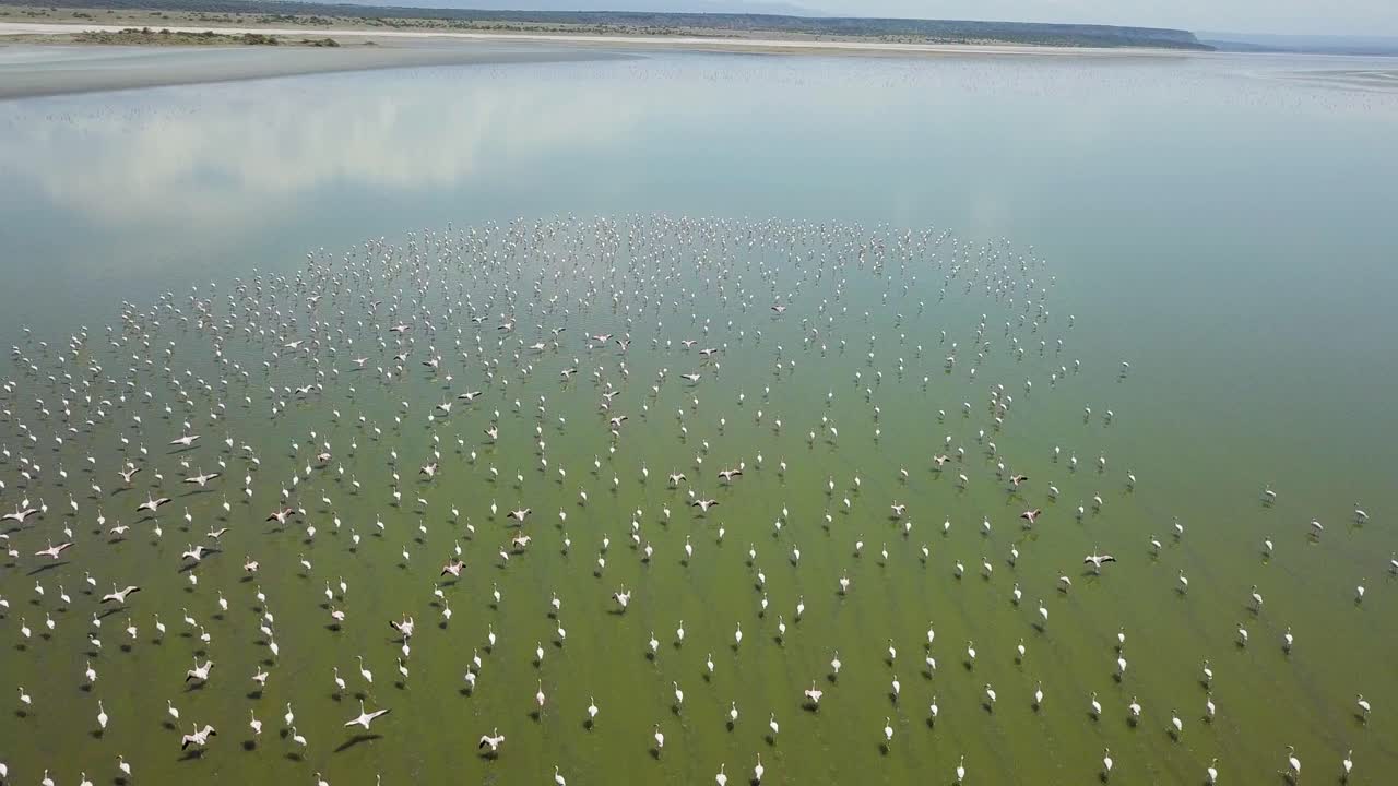 aerial 4k drone video of pink flamingos flying over lake magadi with reflections of hills on the lake