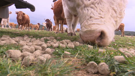 cows eating pellets on a pasture