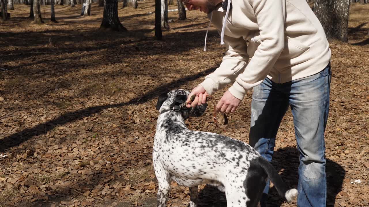 Perro caminando en el bosque