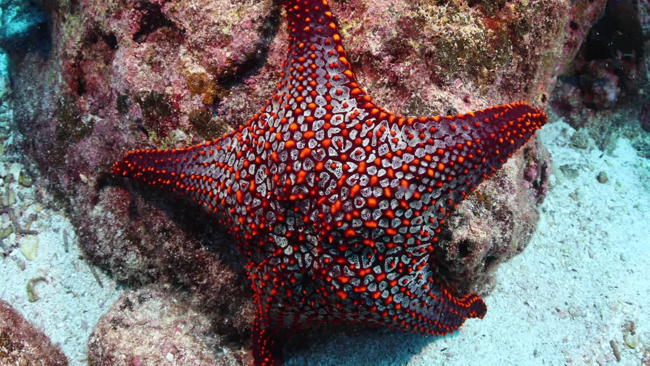 Grande stella marina a Vanuatu aggrappata a un grande corallo.