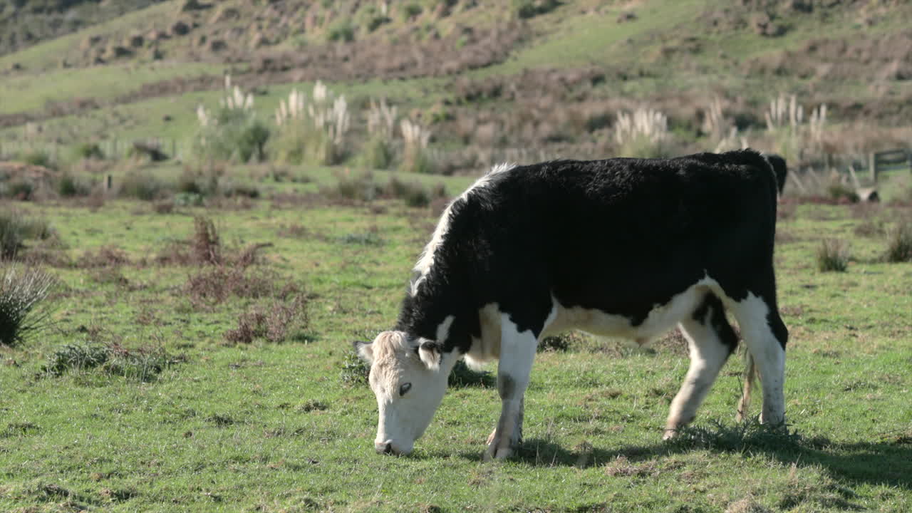 mucca al pascolo nel prato aperto