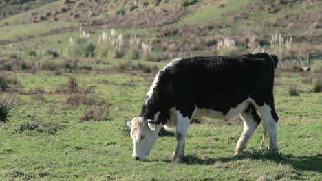 Kuh-Weidet-Auf-Der-Offenen-Wiese