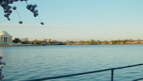 wind disrupts the surface of the tidal basin of washington dc during sunrise at the 2023 cherry blossom festival