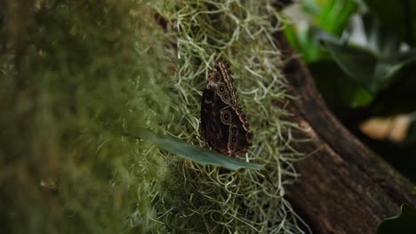 majestuosa mariposa oscura sentada en una planta cubierta de musgo, vista de mano de cerca