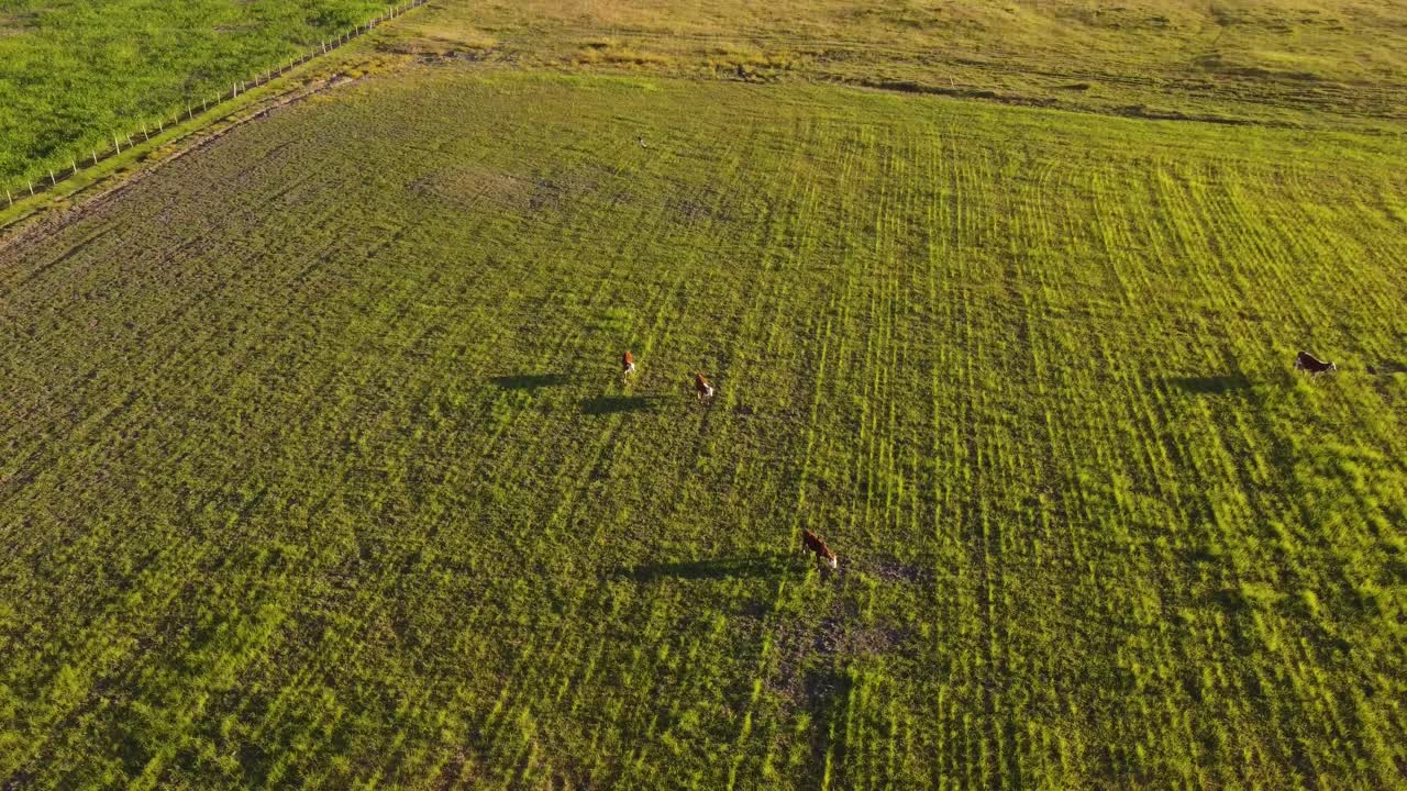 Bird's eye view of grazing cows on a farmland at sunset