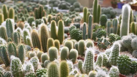 view of wide variety of flowering plants from cactus family for indoor decoration