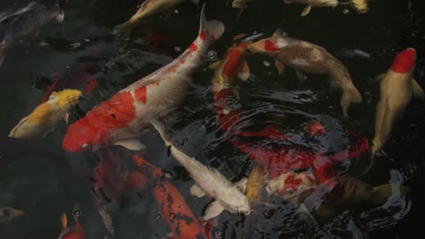 koi carps fish or mirror carp fishes or fancy fish swimming in the water