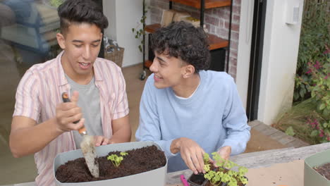 planting seedlings together, smiling multiracial gay couple enjoying gardening at home
