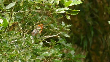 Flammenfarbener-Tanager,-Der-Zwischen-Grünen-Zweigen-Im-Dichten-Wald-Von-Costa-Rica-Thront