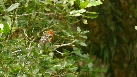 tangara de color llama encaramada entre ramas frondosas en el espeso bosque de costa rica