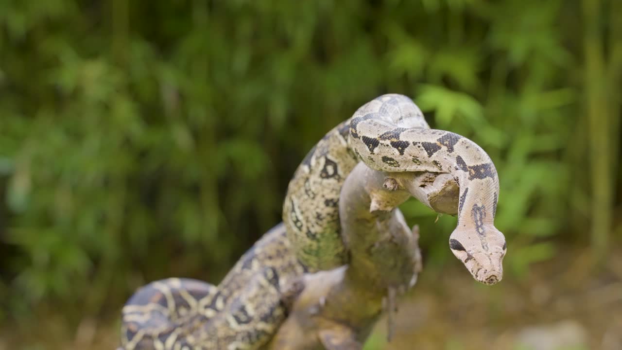 A boa constrictor wrapped tightly around a tree branch in its natural jungle habitat. Shot in daylight with shallow depth of field, showing detailed snake patterns and tropical environment
