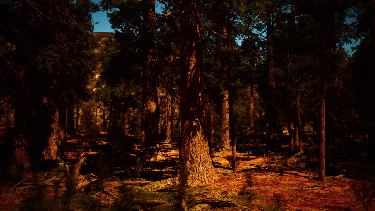 깊은 나무 숲 길