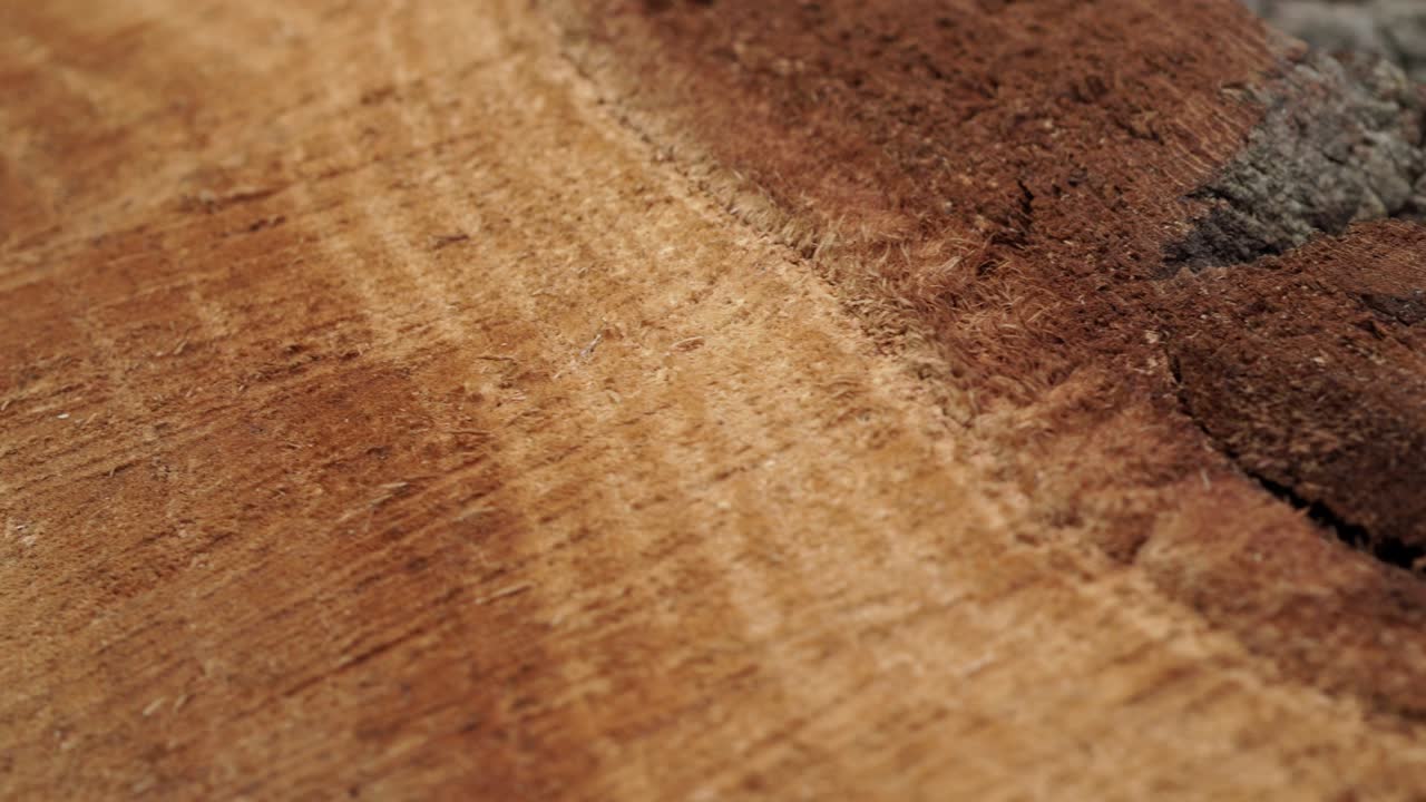 estructura de una fibra de tronco y corteza de un tronco de árbol cortado con sierra. material de biomasa a base de plantas utilizado como combustible. vista de cerca de la textura de fibra y corcho de un árbol de madera real cortado en cruz. fondo orgánico.