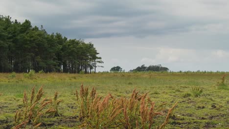 Paisaje-Con-árboles-De-Los-Prados-Bouet-En-Læsø,-Dinamarca