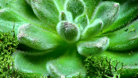 water preserving indoor succulent plant