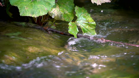 stream water flow in plitvice lakes, croatia.