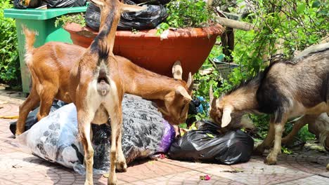 goats eating garbage