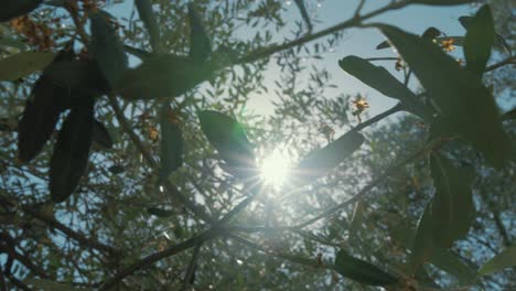 sunlight shining through olive tree leaves 4k