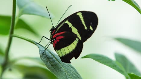 butterfly macro 28