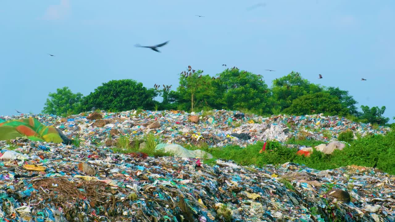 다른 새 들 이 음식 을 찾기 위해 인간 이 만든 쓰레기 매립장 을 찾고 있다