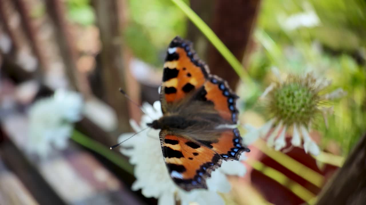 Small tortoiseshell butterfly landing on a white garden flower on a sunny day