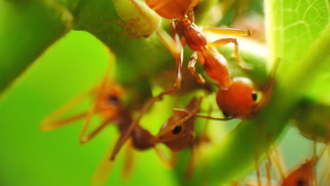 vista macro de cerca de las hormigas rojas pastores protegiendo y criando áfidos para el melocotón, una secreción rica en azúcar favorecida por las hormigas como fuente de alimento