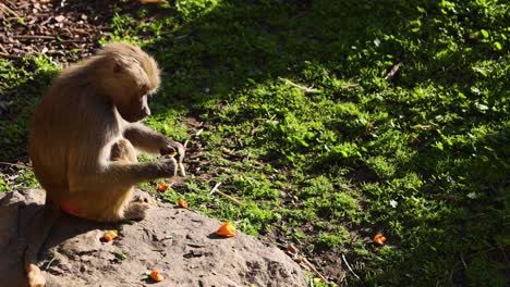 hamadryas baboon enjoying fruit on a rock