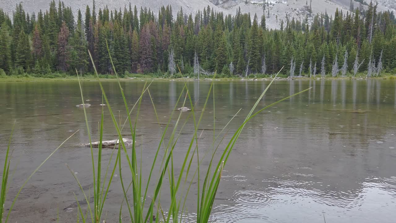 dammen i bjergdalen skov let regn tæt på rocky mountains kananaskis alberta canada