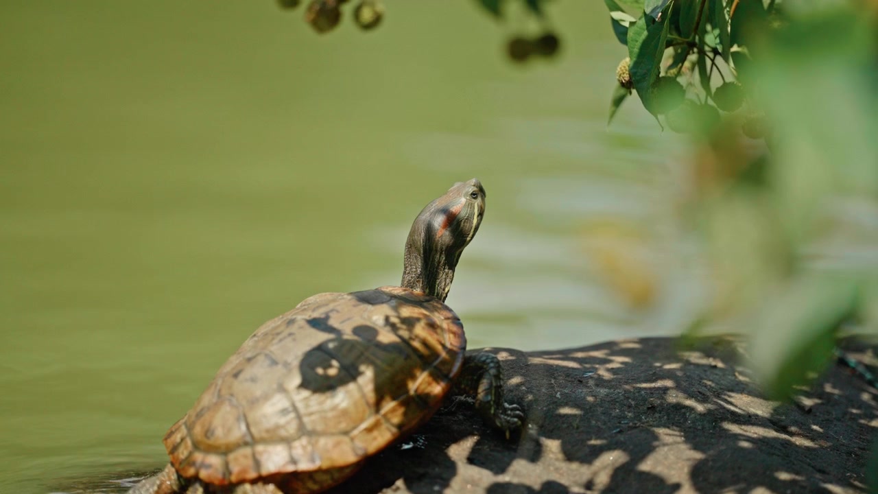 Red-Eared Slider Turtle Resting on a Rock by the Water