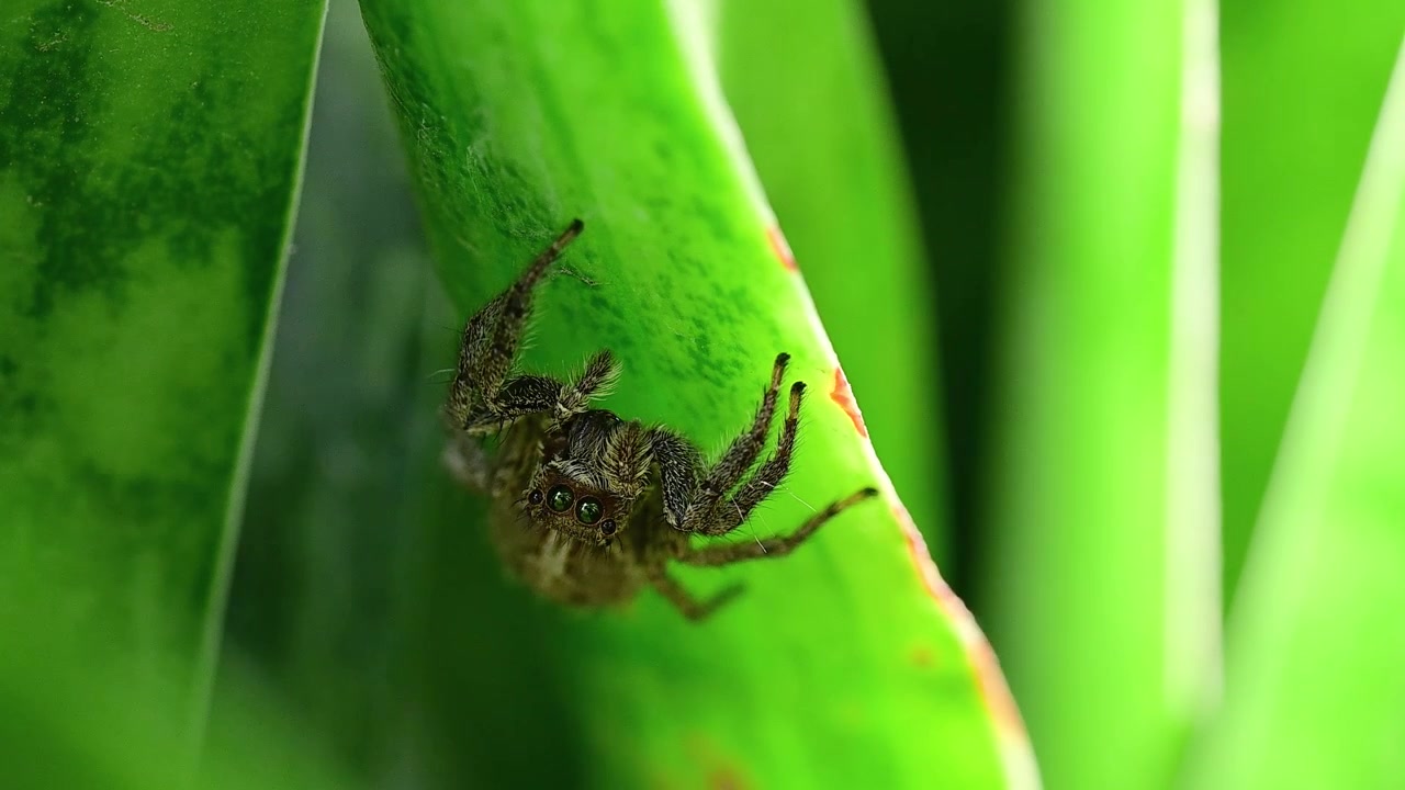 A premium macro shot featuring the jumping spider at eye-level, emphasizing the complex anatomy and textures of the Salticidae family.