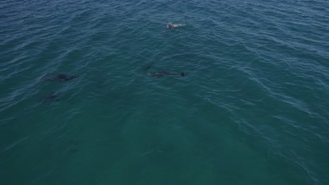 Manada-Sociable-De-Delfines-Nariz-De-Botella-Nadando-En-El-Mar-De-Tasmania