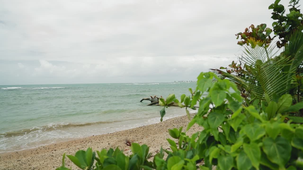 Beautiful blue water beach filmed through the breaks in plants in Tobago