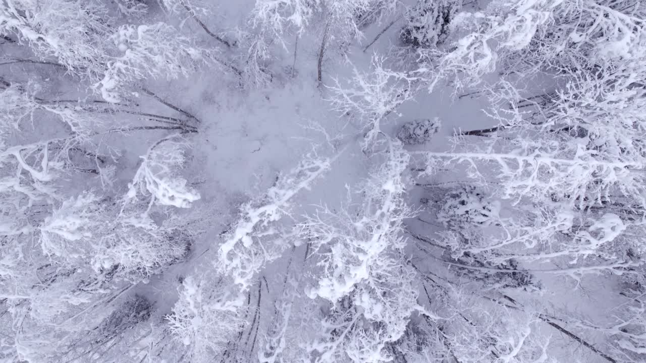 spingendo in vista dall'alto verso il basso su mistici alberi di ontano innevati in svizzera