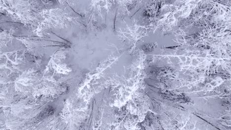 pushing in top down view over mystical snow covered alder trees in switzerland