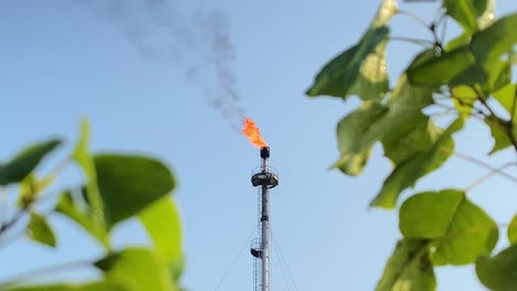 Petrochemical-refinery-flaming-smoking-flare-stack-burning-above-green-leafy-vine-foliage