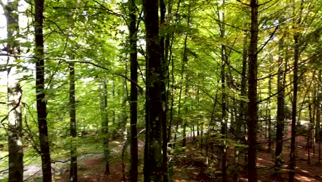 panorámica cinematográfica rodada en el bosque de schwarzwald, alemania