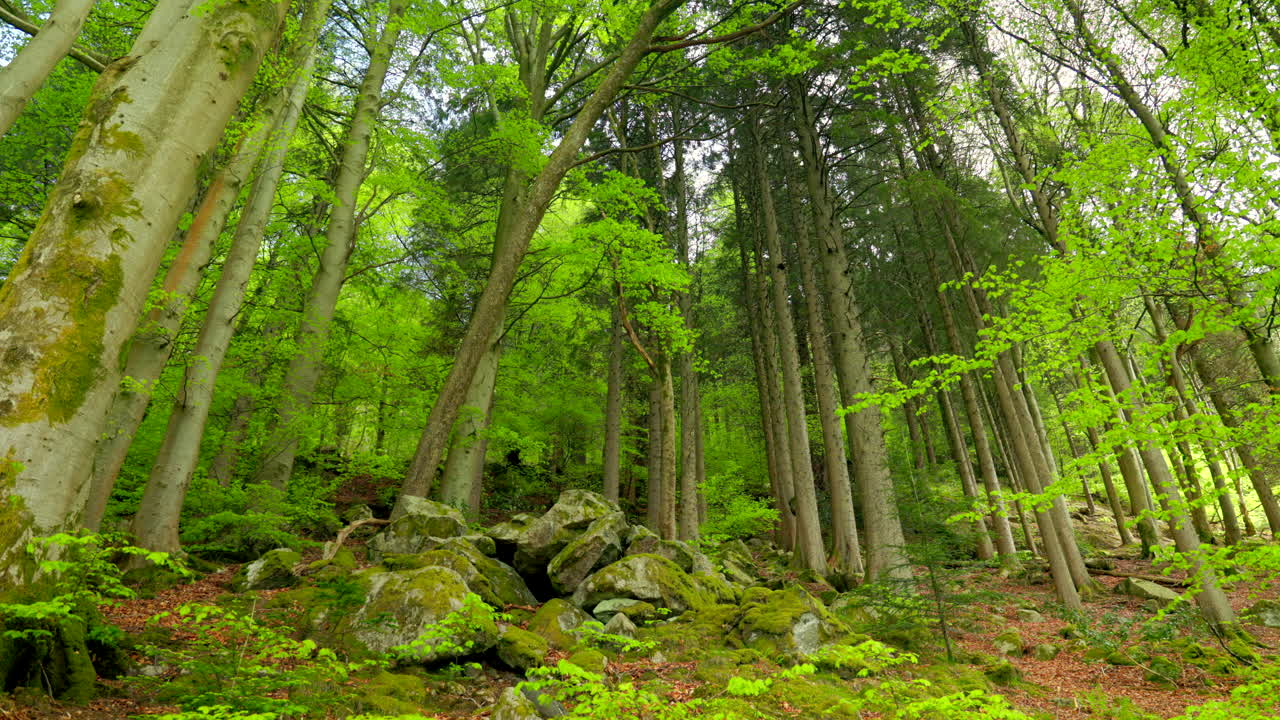 Bella e rigogliosa foresta verde situata sulle pendici della montagna a Bergen, Norvegia