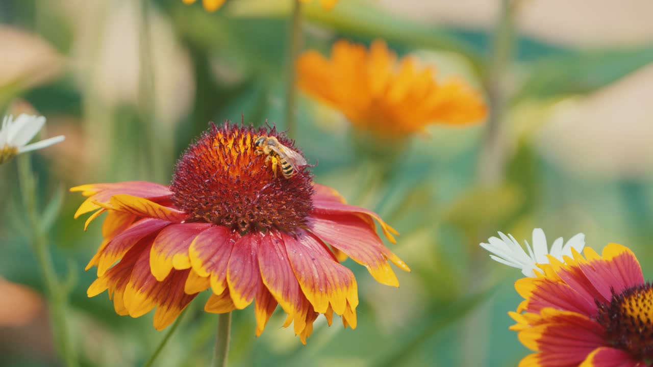Bumblebee ballet on a cockade flower, a mesmerizing dance of nature's pollination in a vibrant garden