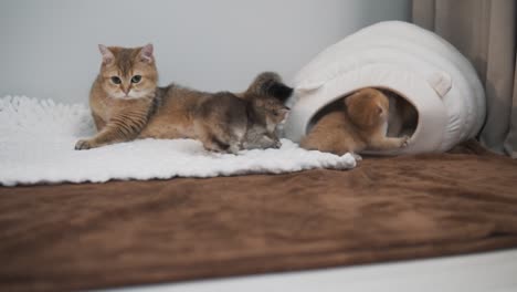 the adult mother cat and british golden chinchilla kittens are playing near their soft little house, while the cat is lying on the blanket on the side