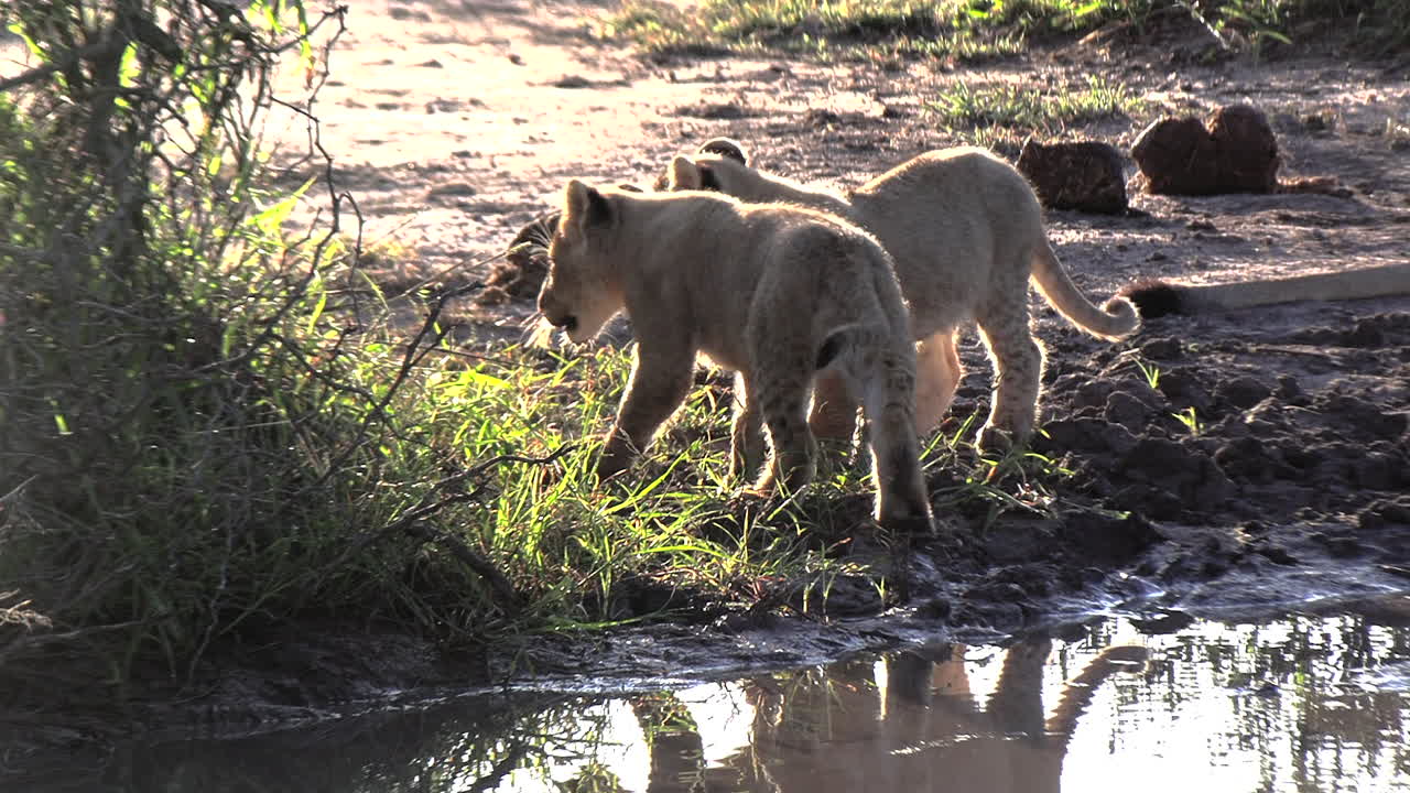 leeuwenfamilie wandelt bij kruger park watergat