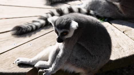 lemur grooming itself on a wooden platform