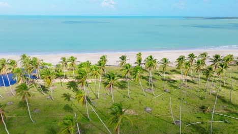 drone view over palm trees and beach of playa bahia esmeralda, miches