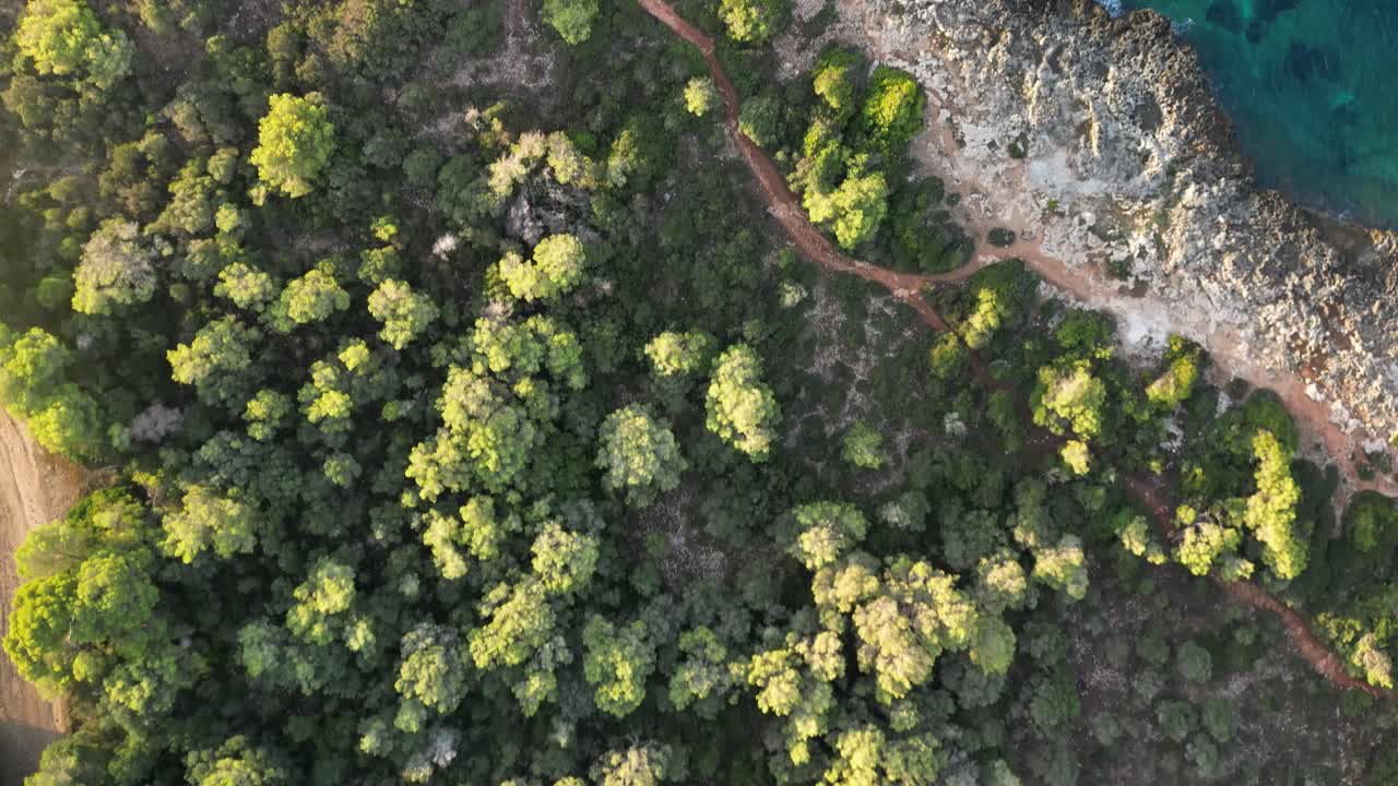 árboles densos sobre la costa escarpada en la playa mediterránea cerca de sa coma en mallorca españa