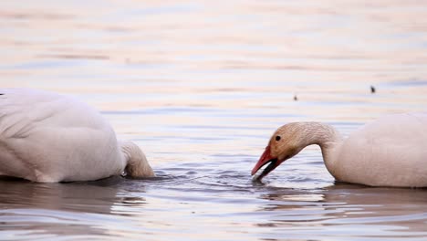 Una-Pareja-De-Gansos-De-Nieve-Come-Rizomas-En-El-Agua