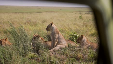 Grupo-Familiar-De-Leones-En-Un-Paisaje-Verde